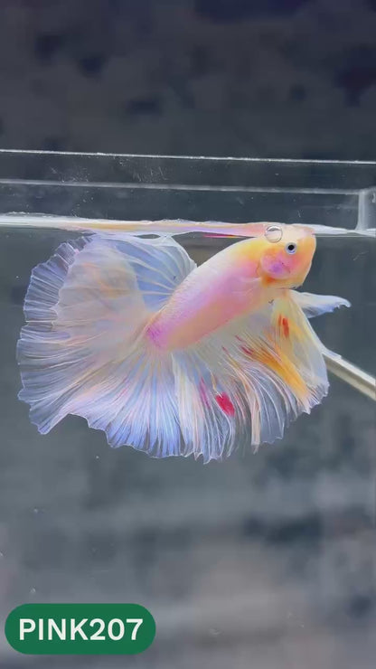 Pink Halfmoon Male Betta Fish | You Pick Fish | Order Directly From Farm