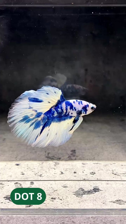 Blue Marble Dot Halfmoon Male Betta Fish | Order Directly From Farm | You Pick Fish