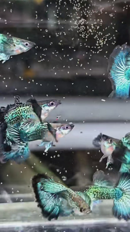 Green Dragon Guppy Fish
