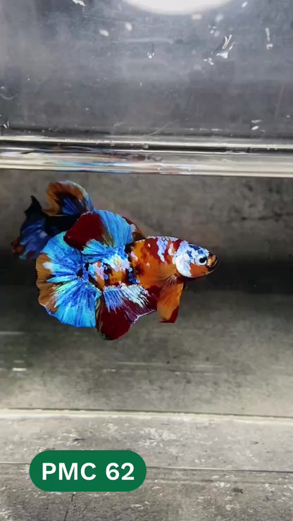 Multicolor Plakat Male Betta Fish |Show Grade|  You Pick Fish