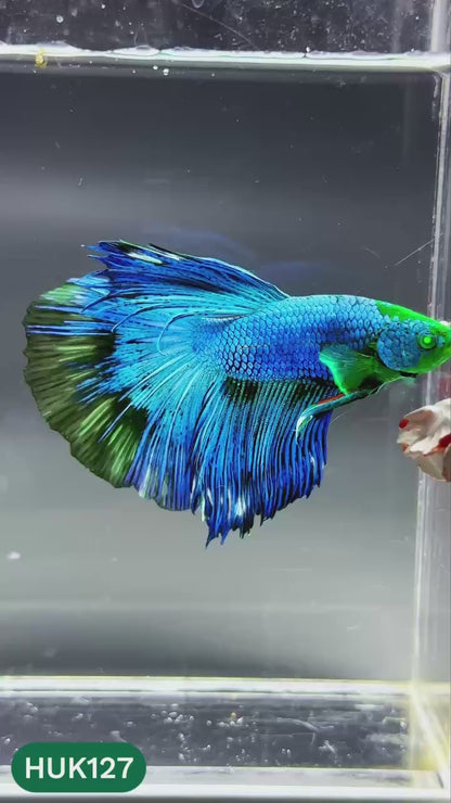 Black Hulk Halfmoon Male Betta Fish | You Pick Fish