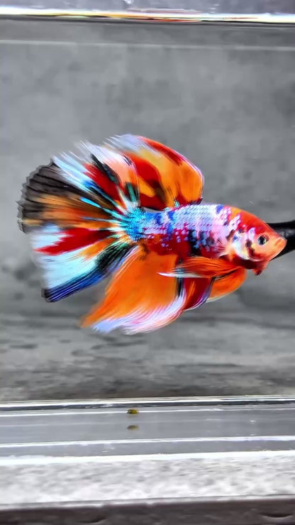 Multicolor Halfmoon Male Betta Fish | High Grade | Order Directly From Farm |  You Pick Fish |