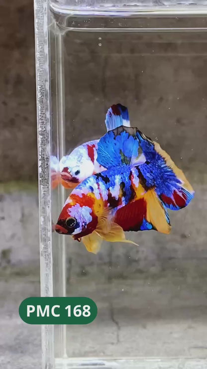 Multicolor Plakat Male Betta Fish |Show Grade|  You Pick Fish
