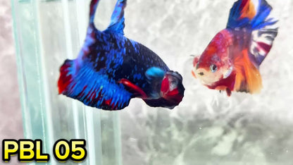 Black Star Nebula Plakat Betta | You Pick Betta | High Grade