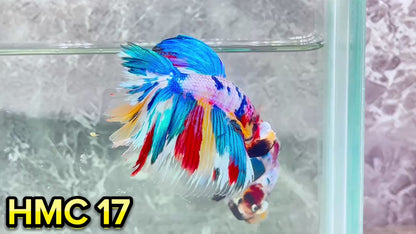 Multicolor Halfmoon Male Betta Fish | High Grade | Order Directly From Farm|  You Pick Fish |