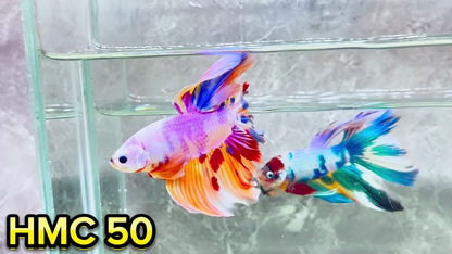 Multicolor Halfmoon Male Betta Fish | High Grade | Order Directly From Farm|  You Pick Fish |