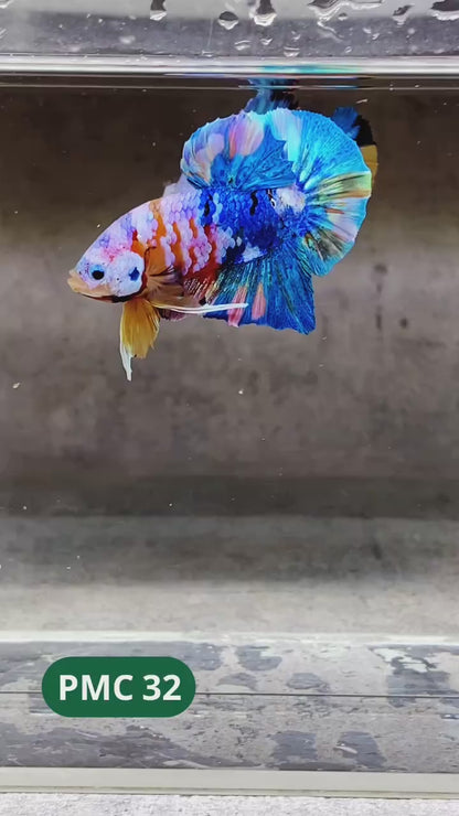 Multicolor Plakat Male Betta Fish |Show Grade|  You Pick Fish