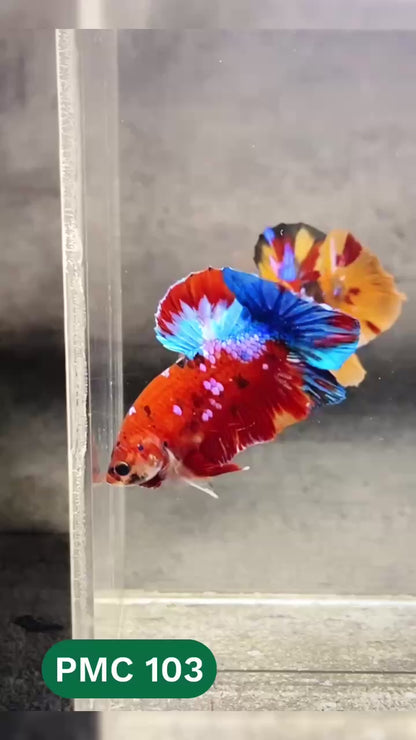 Multicolor Plakat Male Betta Fish |Show Grade|  You Pick Fish