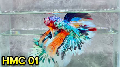 Multicolor Halfmoon Male Betta Fish | High Grade | Order Directly From Farm|  You Pick Fish |