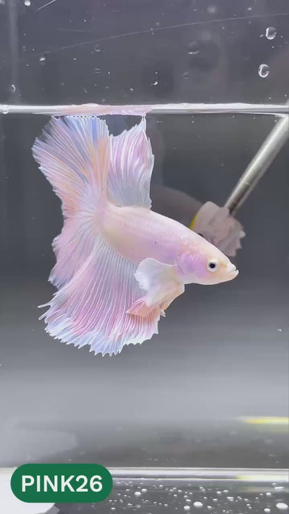 Pink Halfmoon Male Betta Fish | You Pick Fish | Order Directly From Farm