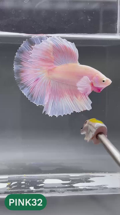 Pink Halfmoon Male Betta Fish | You Pick Fish | Order Directly From Farm