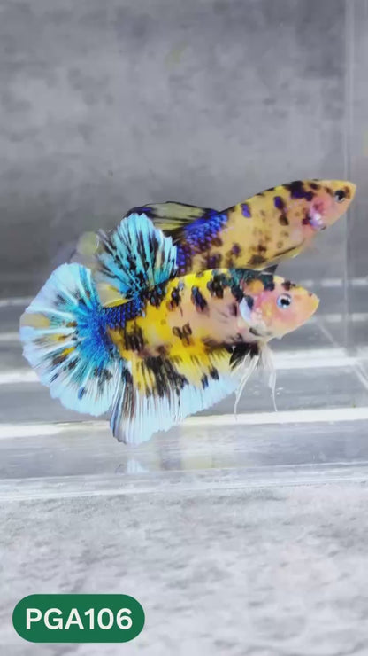 King Giant Plakat Male Betta Fish | You Pick Fish | High Grade