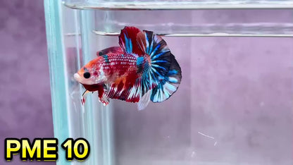 Metallic Plakat Betta Fish | You Pick Betta | Show Grade