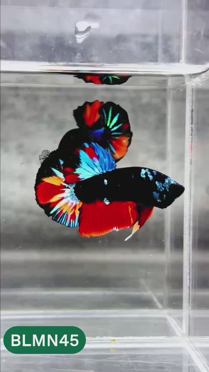 Dark Flame Hellfire Plakat Male Betta Fish | You Pick Fish | Rare Betta