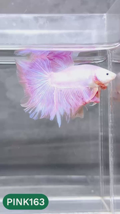 Pink Halfmoon Male Betta Fish | You Pick Fish | Order Directly From Farm
