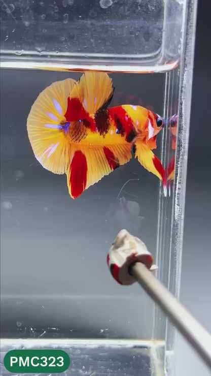 Multicolor Plakat Male Betta Fish | Show Grade |  You Pick Fish