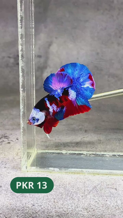 Multicolor Yellow Base Plakat Male Betta Fish | Order Directly From Farm |  You Pick Fish