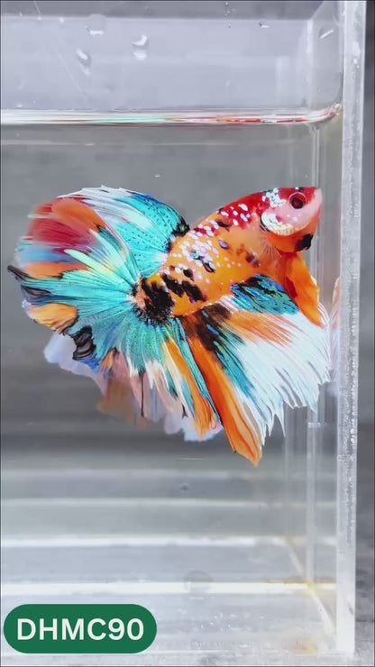 Multicolor Halfmoon Male Betta Fish | Order Directly From Farm | You Pick Fish