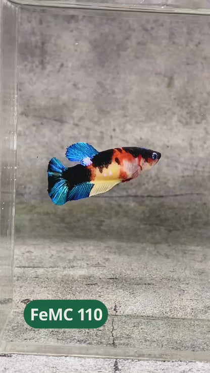Multicolor Female Betta Fish | You Pick Fish | High Grade