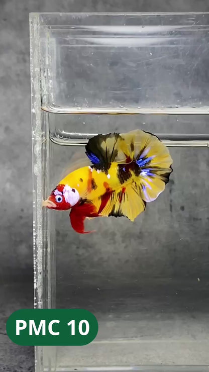 Multicolor Plakat Male Betta Fish |Show Grade|  You Pick Fish