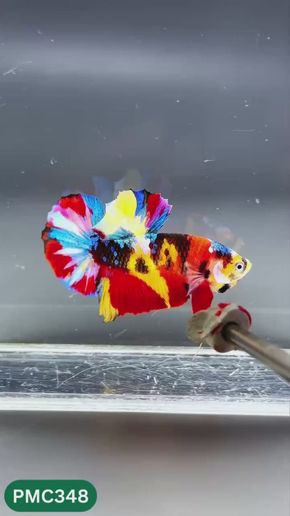 Multicolor Plakat Male Betta Fish | Show Grade |  You Pick Fish