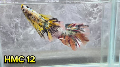 Multicolor Halfmoon Male Betta Fish | High Grade | Order Directly From Farm|  You Pick Fish |