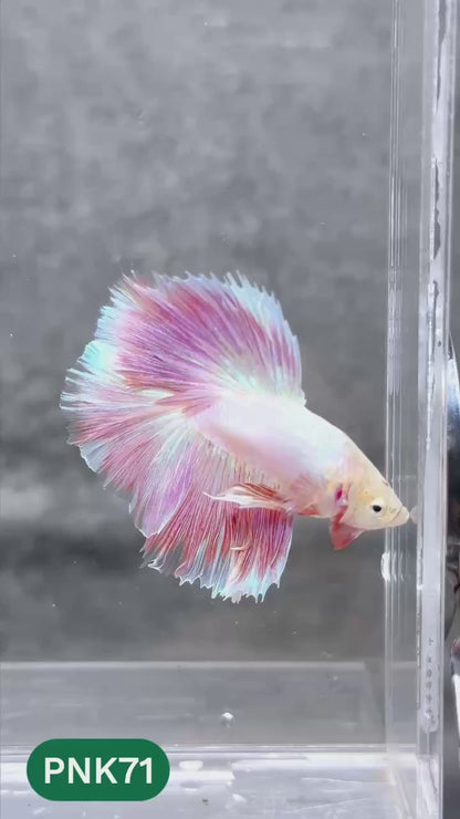Pink Halfmoon Male Betta Fish | You Pick Fish | Order Directly From Farm