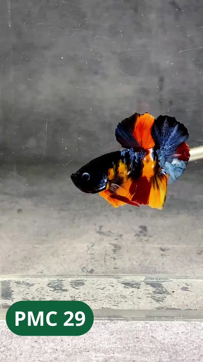 Multicolor Plakat Male Betta Fish |Show Grade|  You Pick Fish
