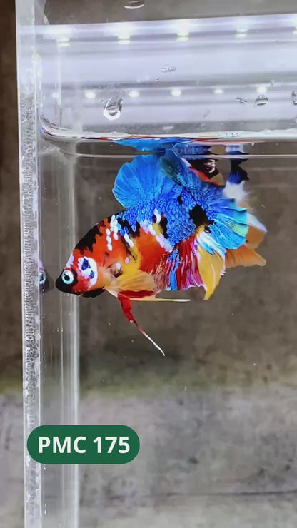Multicolor Plakat Male Betta Fish |Show Grade|  You Pick Fish