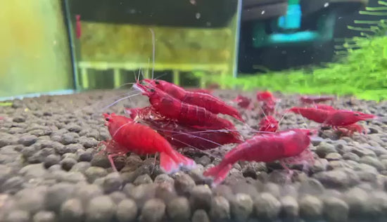 Bloody Marry Neocaridina Shrimp 