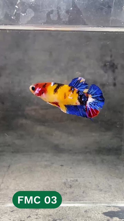 Multicolor Female Betta Fish | You Pick Fish | High Grade