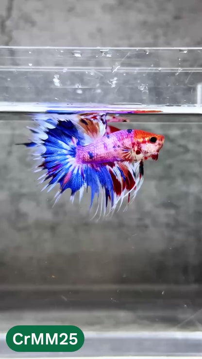 Crowntail Multicolor Male Betta Fish | High Grade | You Pick Fish |