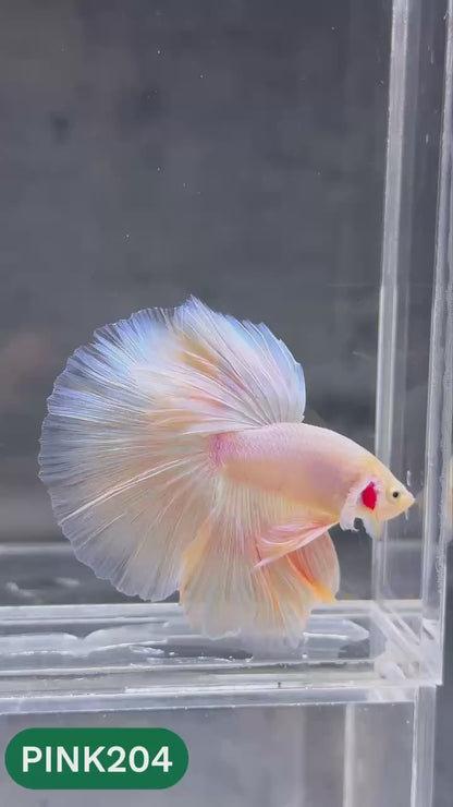Pink Halfmoon Male Betta Fish | You Pick Fish | Order Directly From Farm