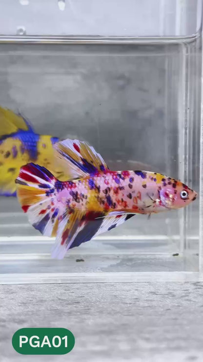 King Giant Plakat Male Betta Fish | You Pick Fish | High Grade