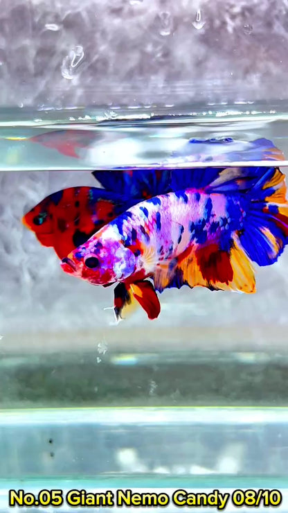 King Giant Plakat Male Betta Fish | You Pick Fish | High Grade