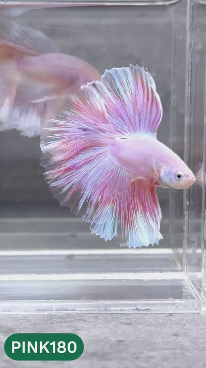 Pink Halfmoon Male Betta Fish | You Pick Fish | Order Directly From Farm