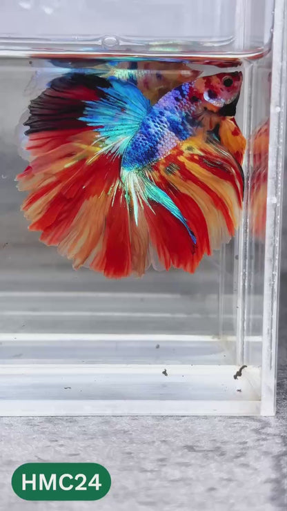 Multicolor Halfmoon Male Betta Fish | High Grade | Order Directly From Farm |  You Pick Fish |
