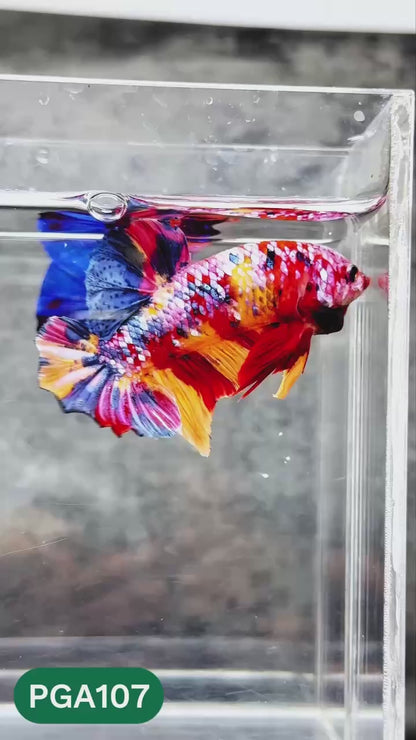 King Giant Plakat Male Betta Fish | You Pick Fish | High Grade