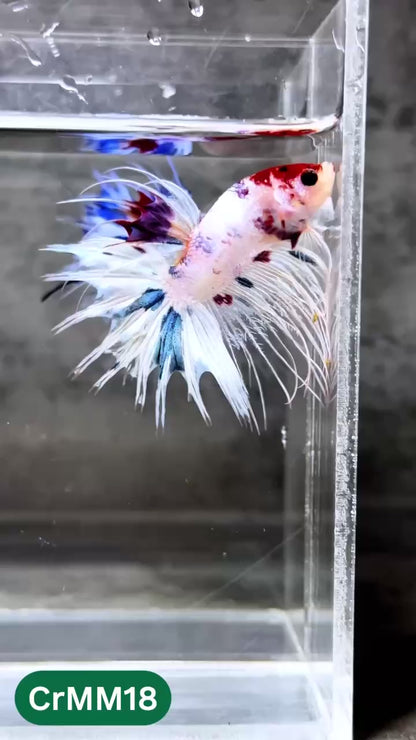 Crowntail Multicolor Male Betta Fish | High Grade | You Pick Fish |