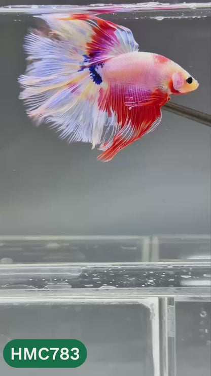 Nemo Halfmoon Male Betta Fish | Order Directly From Farm | You Pick Fish