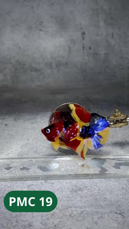 Multicolor Plakat Male Betta Fish |Show Grade|  You Pick Fish