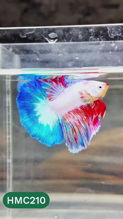 Multicolor Halfmoon Male Betta Fish | Order Directly From Farm | You Pick Fish