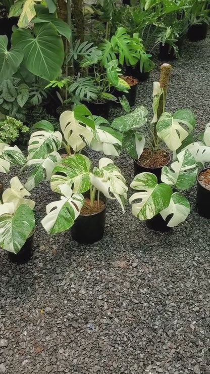 Variegated Monstera Albo Mature Plant (3 -4 Leaves) | Grower Pick