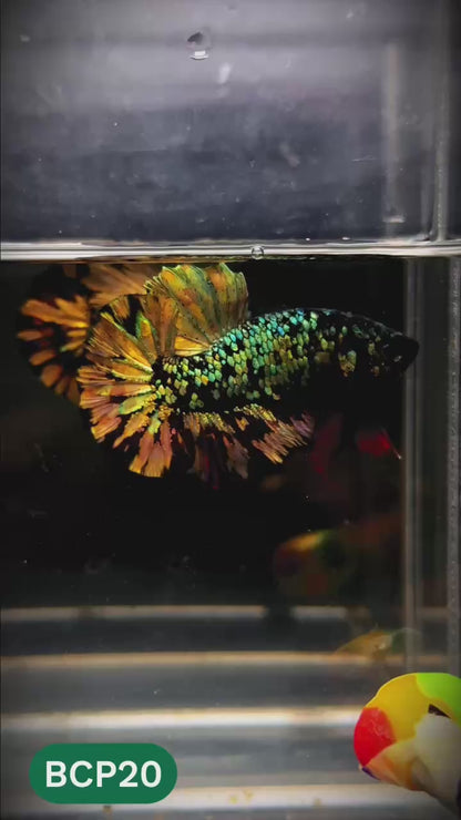 Black Panther Plakat Male Betta Fish | You Pick Fish | Rare Betta