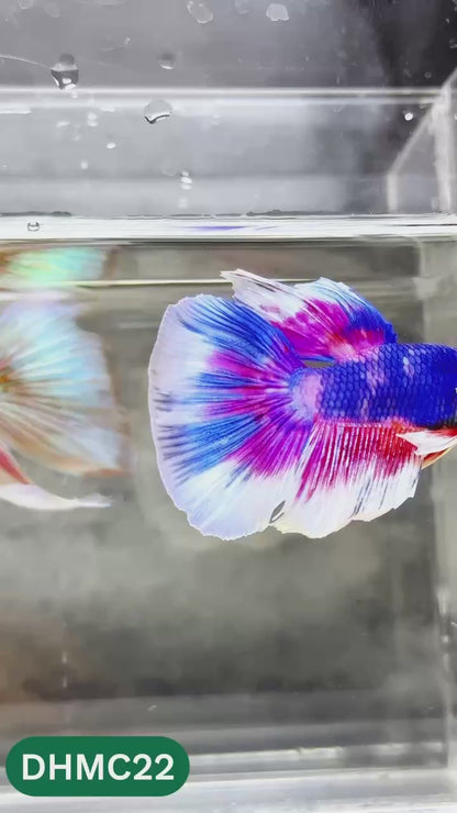 Multicolor Halfmoon Male Betta Fish | High Grade | Order Directly From Farm |  You Pick Fish |