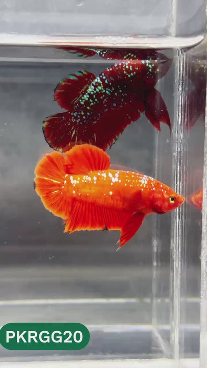 Golden Star Dust Galaxy Plakat Male Betta Fish | Super Rare | You Pick Fish