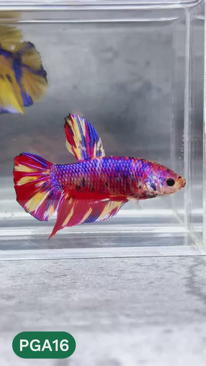 King Giant Plakat Male Betta Fish | You Pick Fish | High Grade