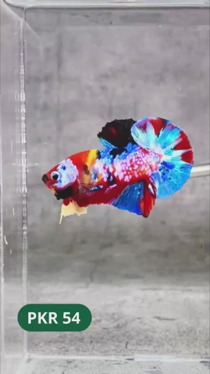 Multicolor Yellow Base Plakat Male Betta Fish | Order Directly From Farm |  You Pick Fish
