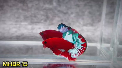 Hellboy Plakat Male Betta Fish | Order Directly From Farm | You Pick Fish