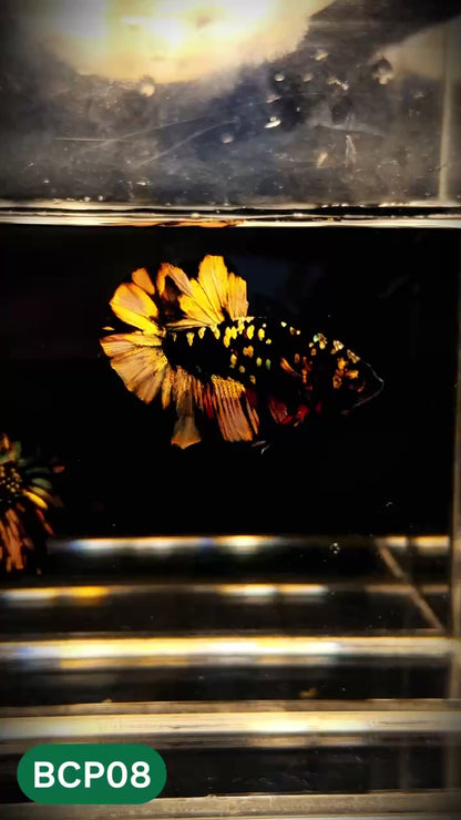 Black Panther Plakat Male Betta Fish | You Pick Fish | Rare Betta